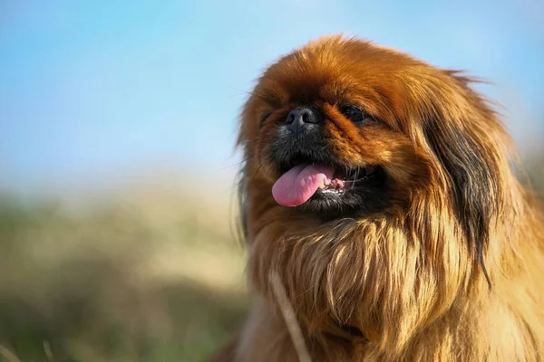 Close-up of a Pekingese muzzle. — Stock Photo, Image