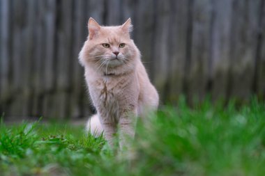 Bahçede dolaşan kırmızı bir kedi var..