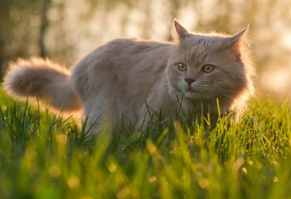 Beautiful cat at sunset in the grass. Close-up of a cat outdoors with backlight. — Photo