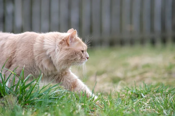 A fluffy cat of an unusual color roams in the yard. — Stock Photo, Image