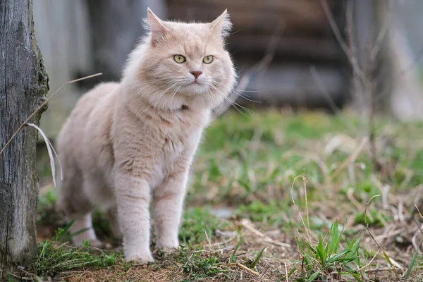 院子里一只毛茸茸的、颜色不同寻常的猫. — 图库照片