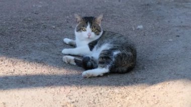 Kedi etrafına bakar ve ince çakılların üzerinde yatar..