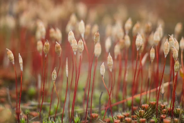 Macro of young moss. Microworld of forest moss. — 스톡 사진