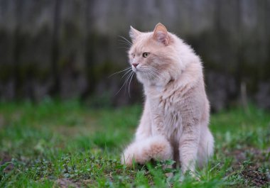 Bahçede dolaşan kırmızı bir kedi var..