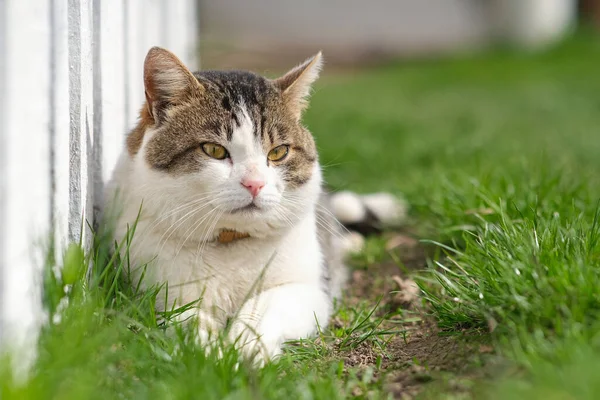 Eine gefleckte Katze liegt auf grünem Gras an einem weißen Zaun. — Stockfoto