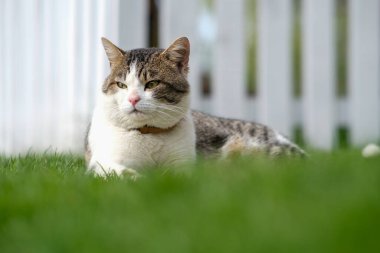 A spotted cat lies on green grass against a white fence. 