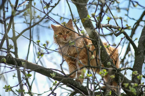 Переляканий кіт піднявся на дерево . — стокове фото