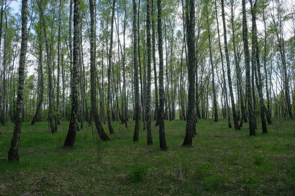 Hustý březový les. Zelený les s mladou břízou. — Stock fotografie
