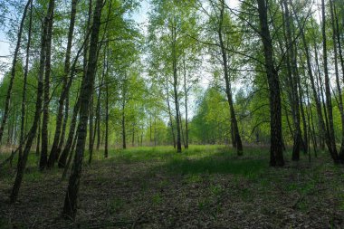 Yoğun huş ağacı ormanı. Genç huş ağacıyla yeşil orman. 