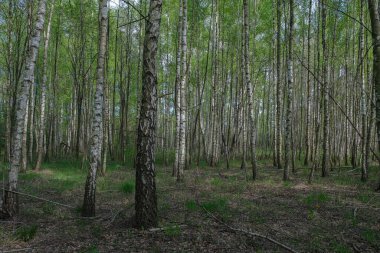 Yoğun huş ağacı ormanı. Genç huş ağacıyla yeşil orman. 