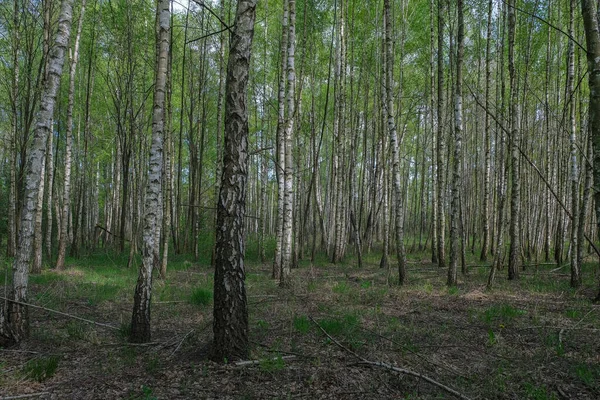 Yoğun huş ağacı ormanı. Genç huş ağacıyla yeşil orman. 