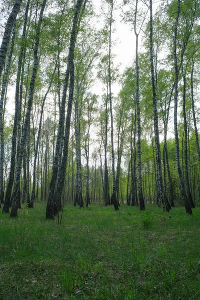 Dense birch forest. Green forest with young birch. — Foto de Stock