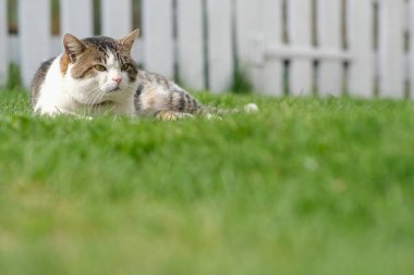 A spotted cat lies on green grass against a white fence. 