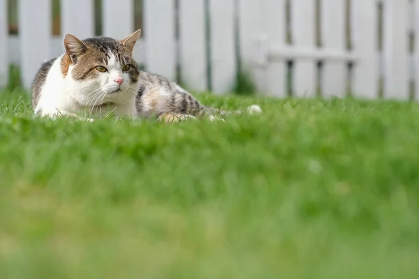 Eine gefleckte Katze liegt auf grünem Gras an einem weißen Zaun. — Stockfoto