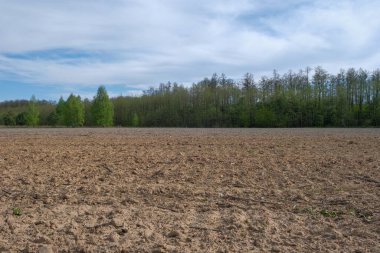 Pürüzlü topraklar ve mavi gökyüzü olan orman ile bahar manzarası. 