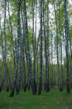 Yoğun huş ağacı ormanı. Genç huş ağacıyla yeşil orman. 