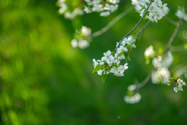 Jardim de primavera florescente. Galho florido em um fundo de grama verde. — Fotografia de Stock