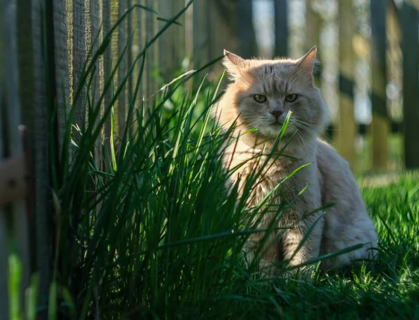 Μια ξανθή γάτα κάθεται στο γρασίδι στο φόντο ενός ξύλινου φράχτη.. — Φωτογραφία Αρχείου
