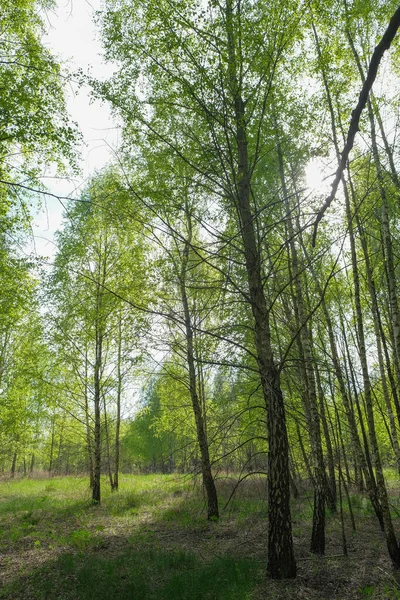 울창 한 자작나무 숲. 어린 자작나무와 함께 있는 푸른 숲. — 스톡 사진
