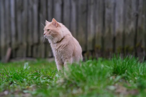 Un gato rojo está vagando por el patio. —  Fotos de Stock