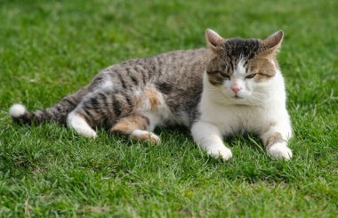 Bahçede dolaşan kırmızı bir kedi var..