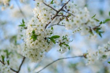 Bir dalda bir sürü çiçek. Bahar çiçekleri.