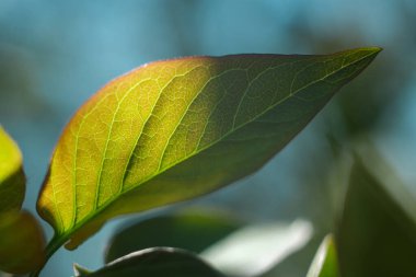 Kapalı bir tesise yakın çekim. Dekoratif bitki. 