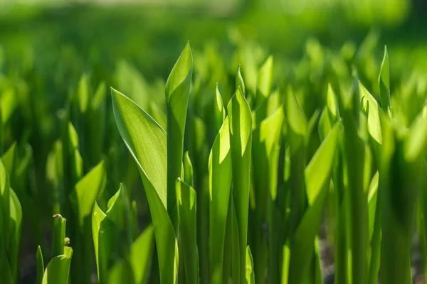 Folha verde translúcida. Fundo verde da vegetação. — Fotografia de Stock