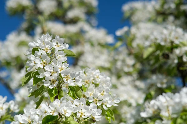Çiçekli armut dalı. Çiçek yakın plan.