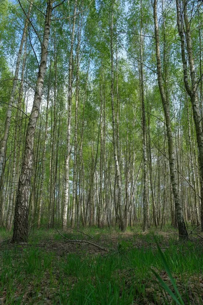 Yoğun huş ağacı ormanı. Genç huş ağacıyla yeşil orman. 