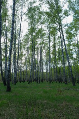 Yoğun huş ağacı ormanı. Genç huş ağacıyla yeşil orman. 