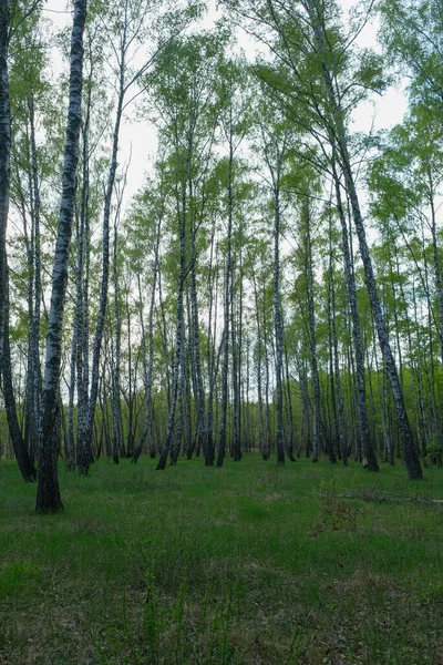 Yoğun huş ağacı ormanı. Genç huş ağacıyla yeşil orman. 