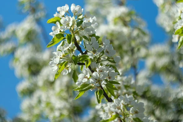 Flowering pear branch. flower close-up. — Photo