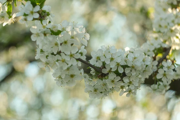 Many flowers on one branch. Spring flowering. — Foto de Stock
