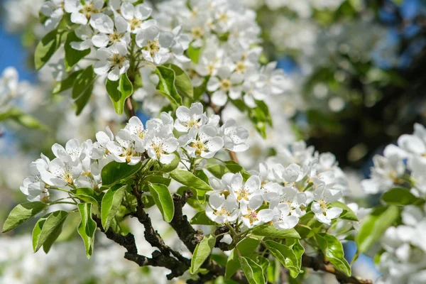 Çiçekli armut dalı. Çiçek yakın plan.
