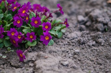 Sarı merkezli küçük çiçekler ve kuru toprakla çevrili koyu yeşil yapraklar..