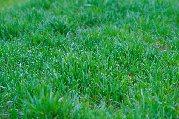 Green grass background. Green grass with bokeh. — Fotografia de Stock