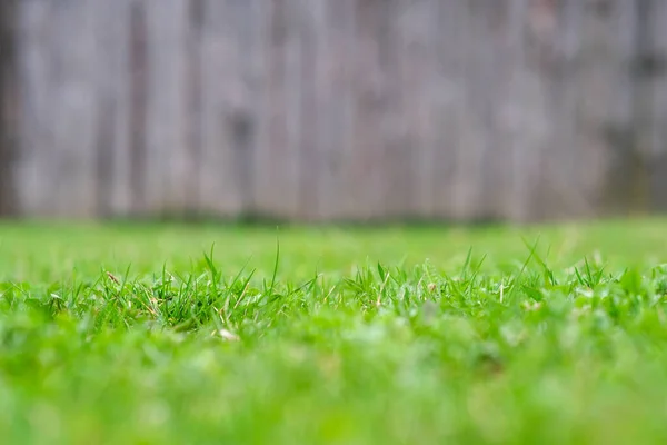 Green grass background. Green grass with bokeh. — Fotografia de Stock