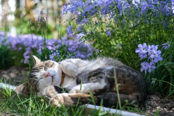 Kotě na pozadí krásné květiny. — Stock fotografie