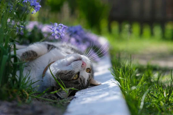 Kitten on a background of beautiful flowers. — Stockfoto