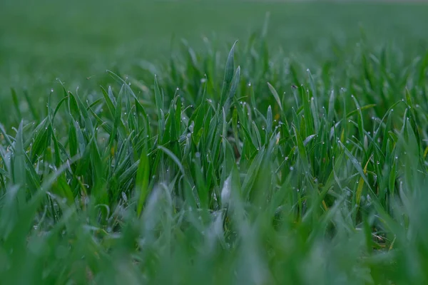 Green grass background. Green grass with bokeh. — Φωτογραφία Αρχείου