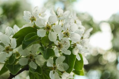 Çiçekli armut dalı. Çiçek yakın plan.