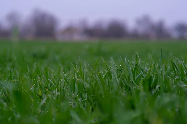 Green grass background. Green grass with bokeh. — 스톡 사진