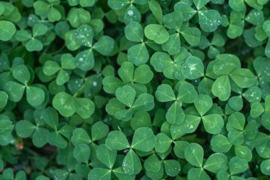 Yeşil çimen dokusu. Yoncadan arkaplan. 