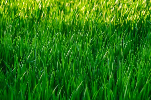 Green grass background. Green grass with bokeh. — Stock Photo, Image