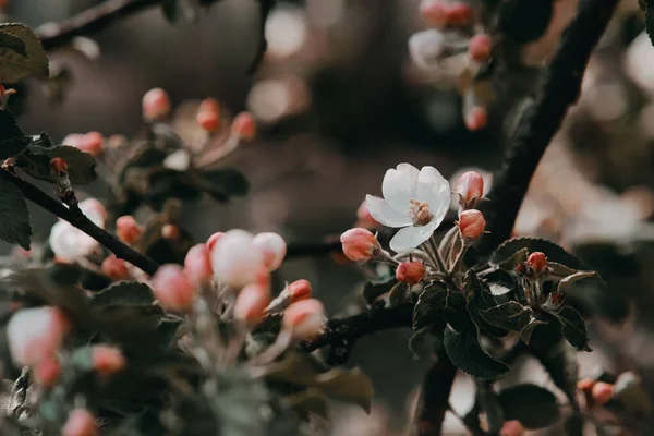 一种正在开花的苹果树的枝条，来自于一个滤光片. — 图库照片