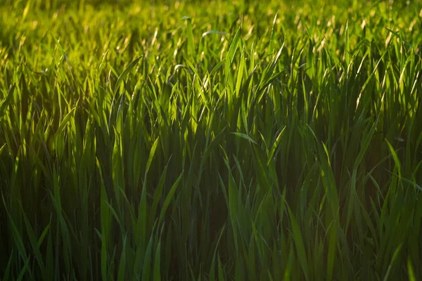 Green grass background. Green grass with bokeh. — 스톡 사진