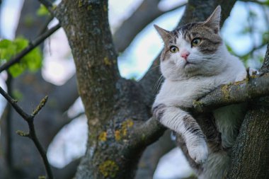 Kedi ağaçta oturuyor.. 