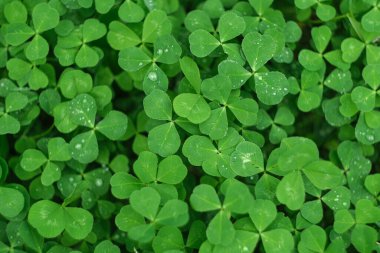 Yeşil çimen dokusu. Yoncadan arkaplan. Yoncadan yemyeşil arkaplan.