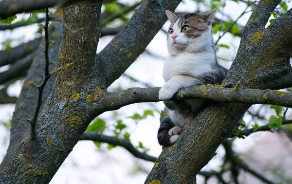 Γάτα Κάθεται Ένα Δέντρο Γάτα Έχει Κολλήσει Ένα Δέντρο — Φωτογραφία Αρχείου